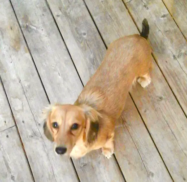 CKC Registered Miniature Long Hair Dachshund Puppies - Photo 9