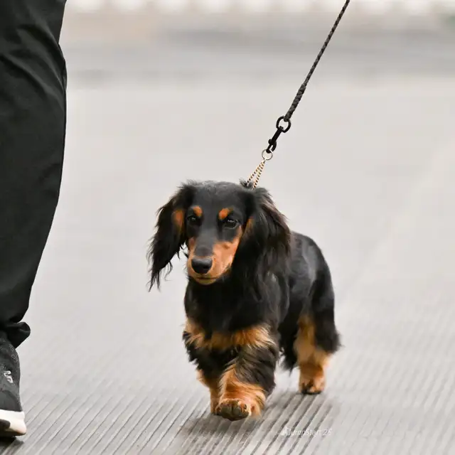 CKC Registered Miniature Long Hair Dachshund Puppies - Photo 10