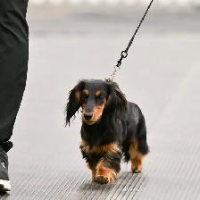 CKC Registered Miniature Long Hair Dachshund Puppies - Photo 10