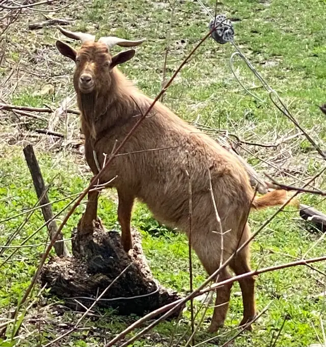 Proven breeder  KIKO GOAT BUCK