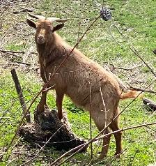 Proven breeder  KIKO GOAT BUCK