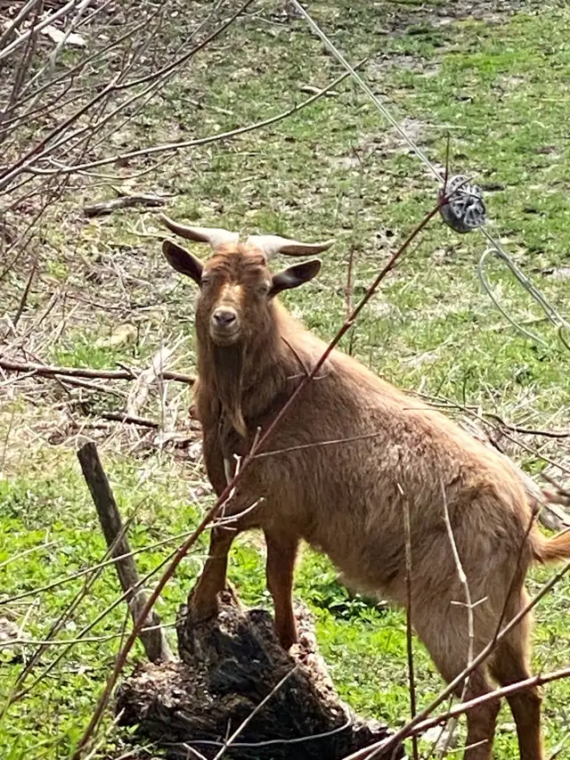 Proven breeder  KIKO GOAT BUCK - Photo 2