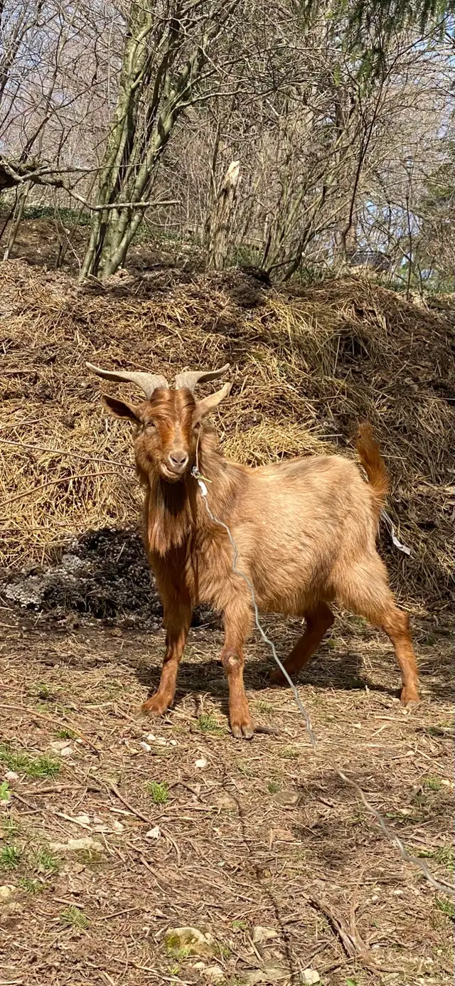 Proven breeder  KIKO GOAT BUCK - Photo 3