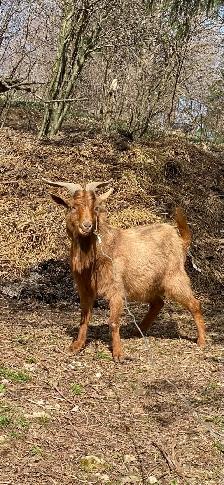 Proven breeder  KIKO GOAT BUCK - Photo 3
