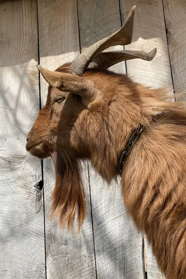 Proven breeder  KIKO GOAT BUCK - Photo 4