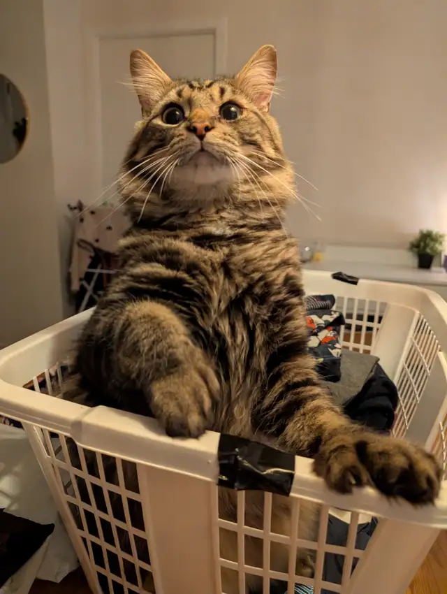 2 Chats opérés Tabby 2 ans et Himalayen croisé bientôt 3 ans