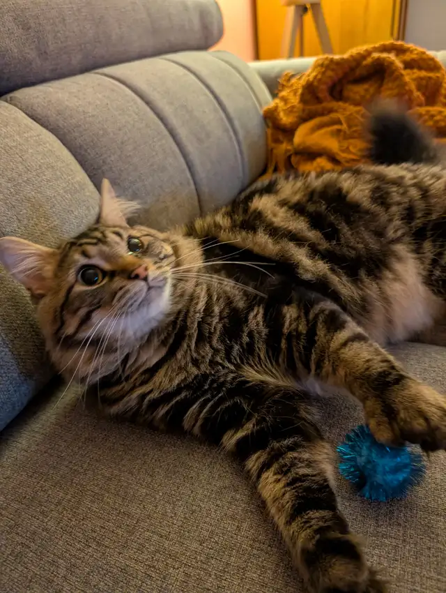 2 Chats opérés Tabby 2 ans et Himalayen croisé bientôt 3 ans - Photo 2