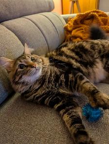 2 Chats opérés Tabby 2 ans et Himalayen croisé bientôt 3 ans - Photo 2