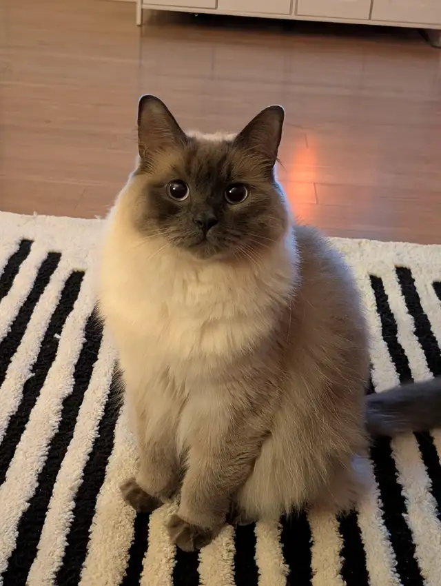 2 Chats opérés Tabby 2 ans et Himalayen croisé bientôt 3 ans - Photo 3