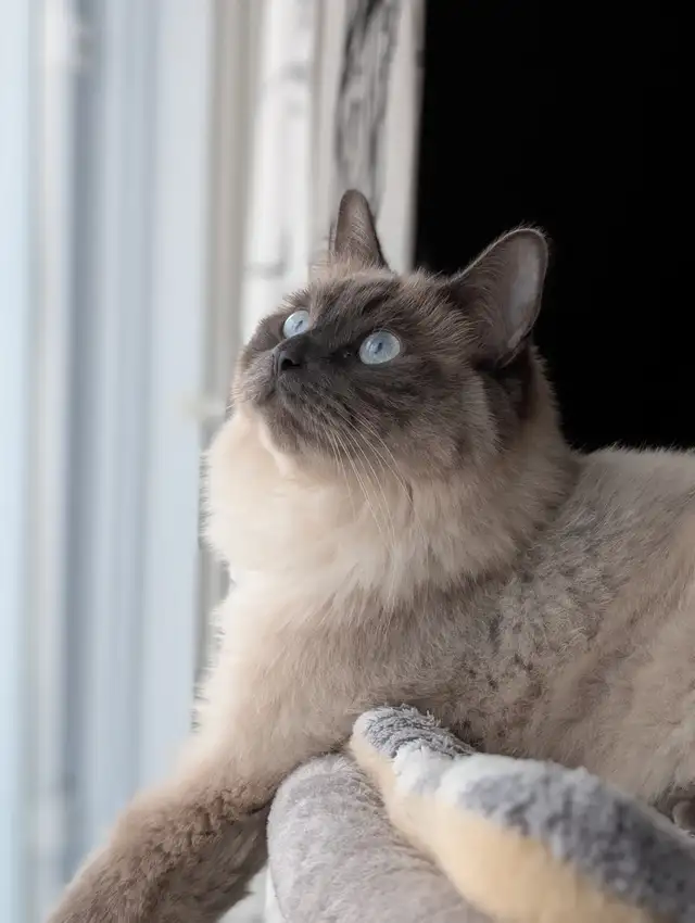2 Chats opérés Tabby 2 ans et Himalayen croisé bientôt 3 ans - Photo 4