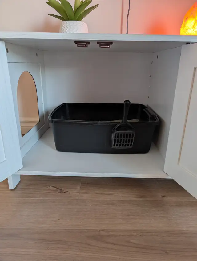 2 Chats opérés Tabby 2 ans et Himalayen croisé bientôt 3 ans - Photo 7