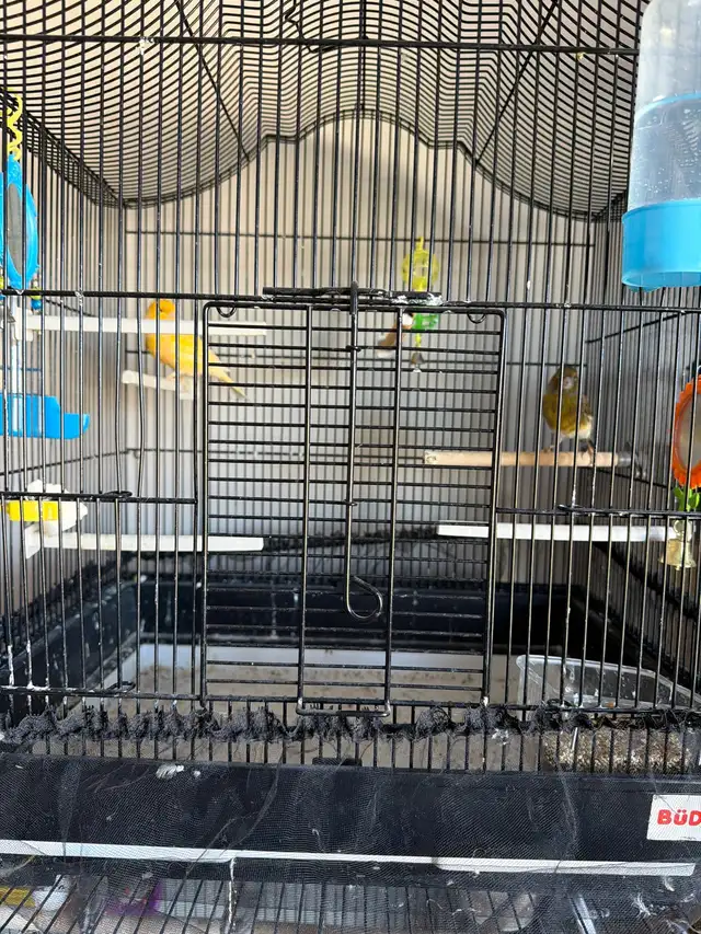 Couple Canarie a vendre avec cage