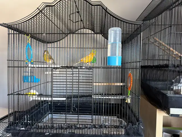 Couple Canarie a vendre avec cage - Photo 2