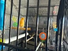 Couple Canarie a vendre avec cage - Photo 3