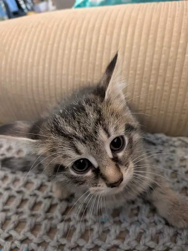 Adorable kittens! - Photo 2