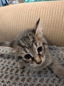 Adorable kittens! - Photo 2