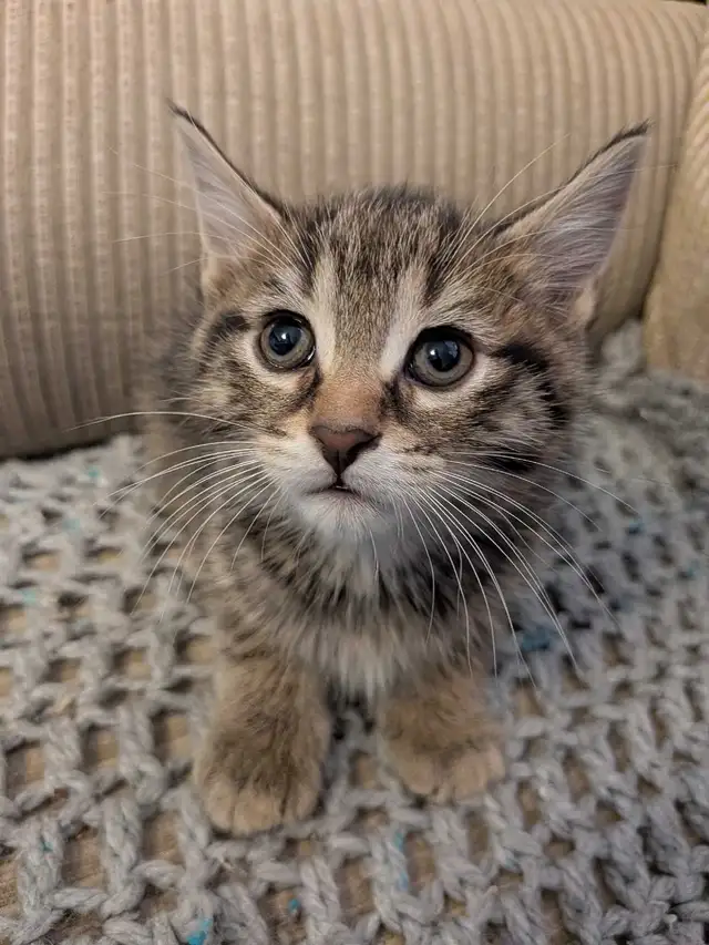 Adorable kittens! - Photo 3