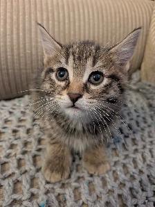 Adorable kittens! - Photo 3