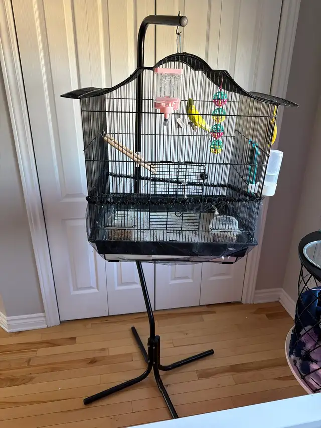 Vend couple de perruche avec cage et perchoire