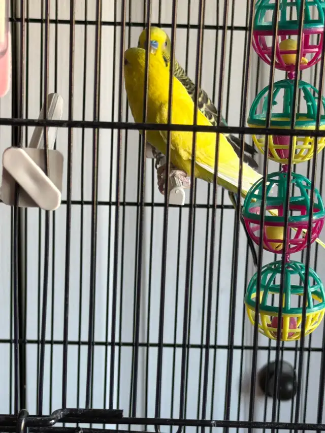 Vend couple de perruche avec cage et perchoire - Photo 2