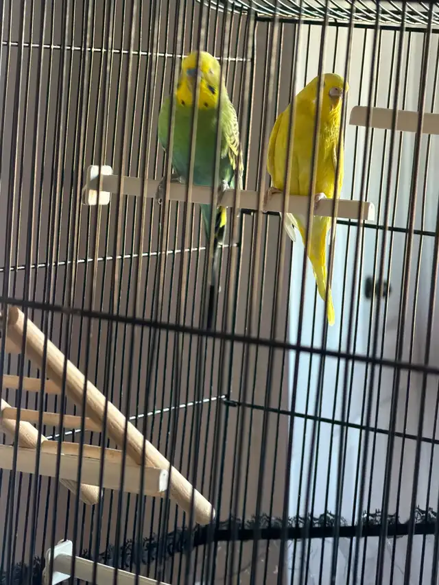 Vend couple de perruche avec cage et perchoire - Photo 3