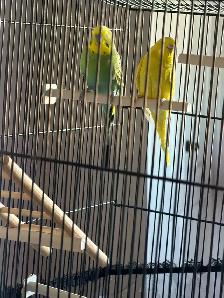 Vend couple de perruche avec cage et perchoire - Photo 3