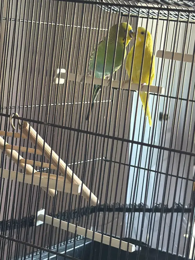 Vend couple de perruche avec cage et perchoire - Photo 4