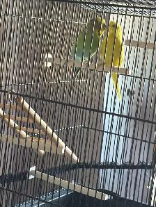 Vend couple de perruche avec cage et perchoire - Photo 4