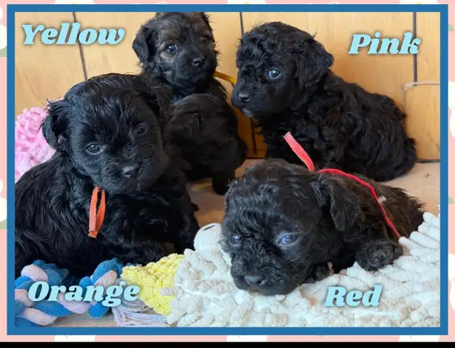 toy/ mini Shihpoo females❤️❤️❤️❤️❤️