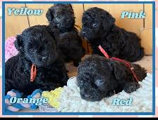 toy/ mini Shihpoo females❤️❤️❤️❤️❤️