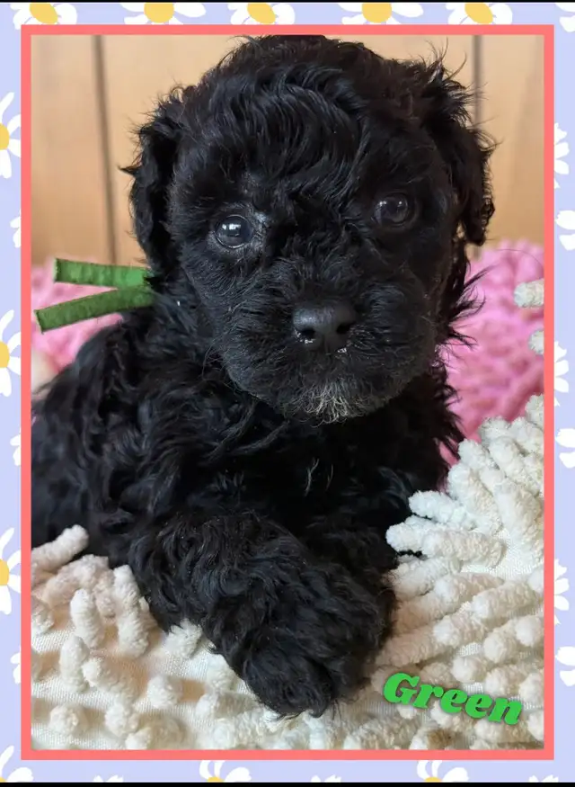 toy/ mini Shihpoo females❤️❤️❤️❤️❤️ - Photo 2