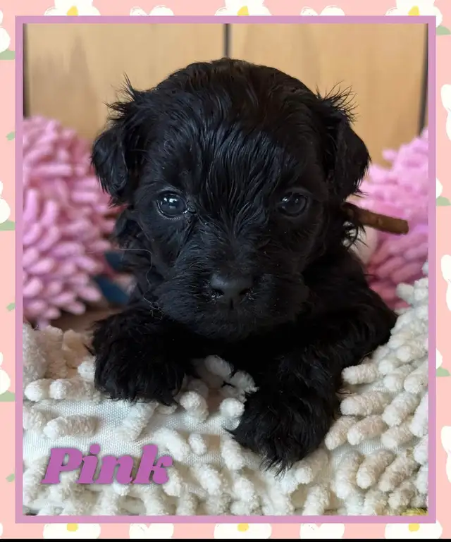 toy/ mini Shihpoo females❤️❤️❤️❤️❤️ - Photo 3