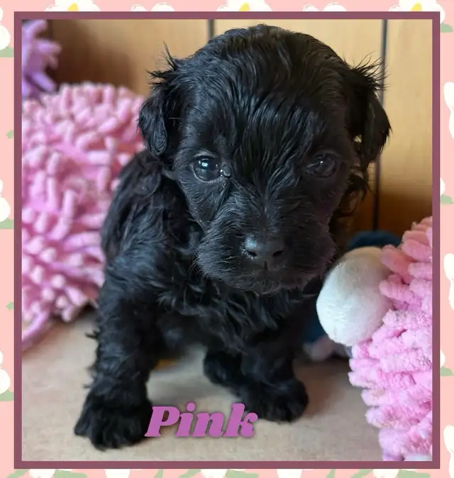 toy/ mini Shihpoo females❤️❤️❤️❤️❤️ - Photo 4