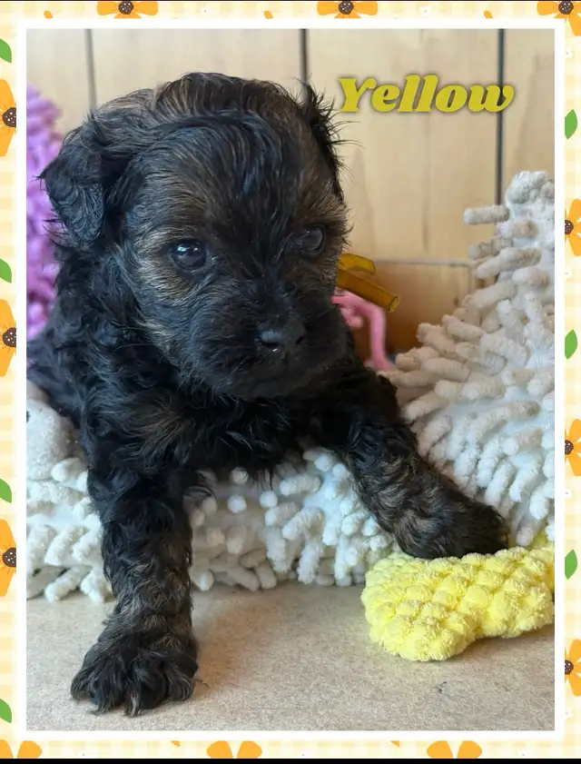 toy/ mini Shihpoo females❤️❤️❤️❤️❤️ - Photo 5