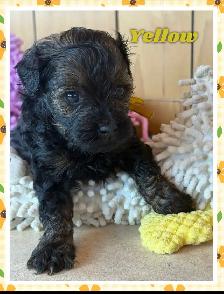 toy/ mini Shihpoo females❤️❤️❤️❤️❤️ - Photo 5