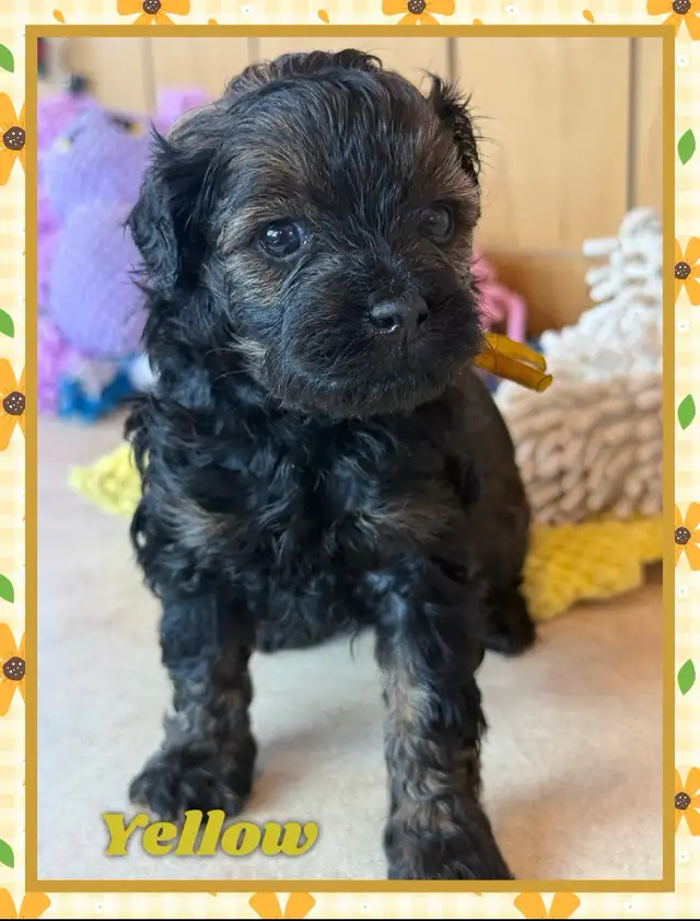toy/ mini Shihpoo females❤️❤️❤️❤️❤️ - Photo 6