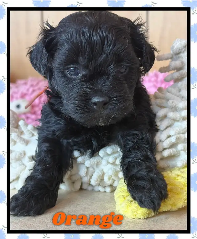 toy/ mini Shihpoo females❤️❤️❤️❤️❤️ - Photo 7