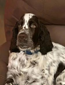 Springer Spaniel’s