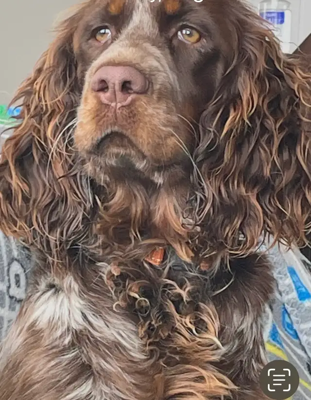 Springer Spaniel’s - Photo 2
