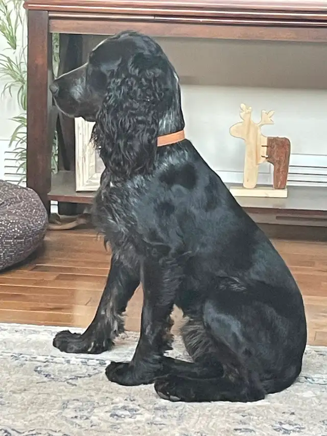 Springer Spaniel’s - Photo 3
