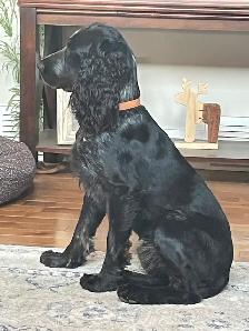 Springer Spaniel’s - Photo 3