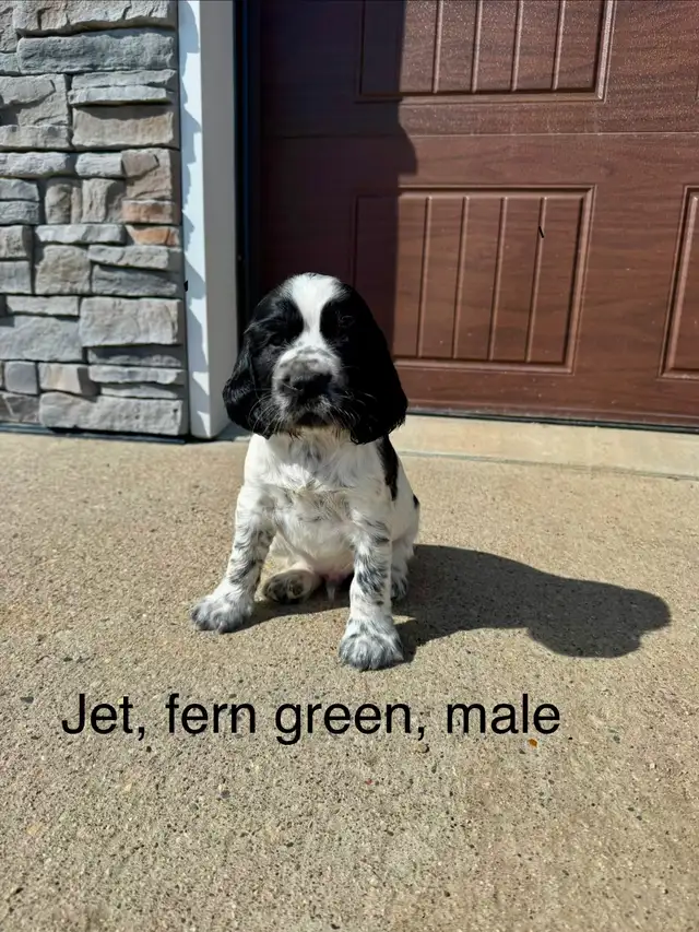 Springer Spaniel’s - Photo 5