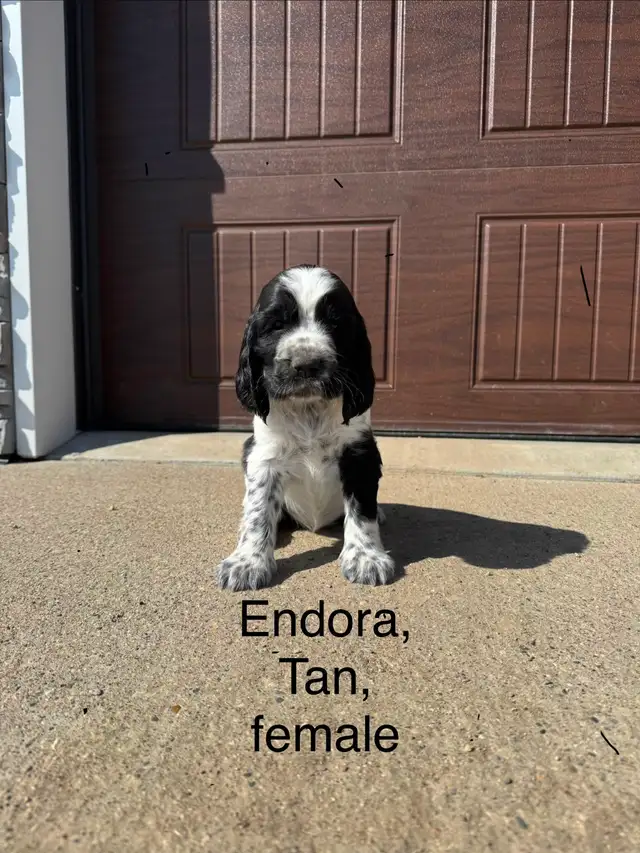 Springer Spaniel’s - Photo 6