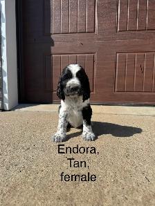 Springer Spaniel’s - Photo 6