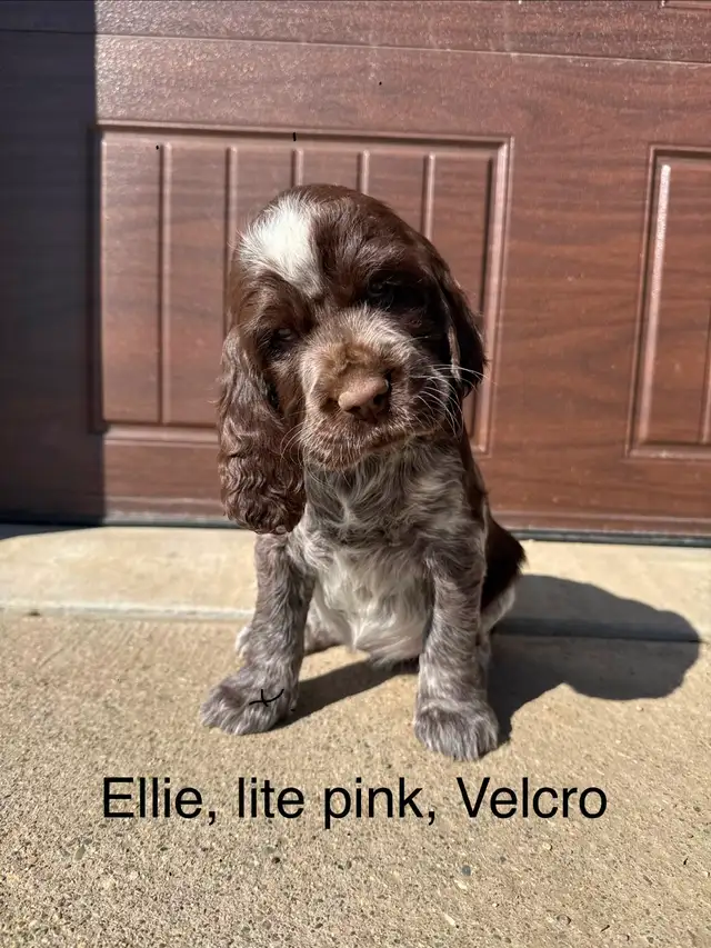 Springer Spaniel’s - Photo 7