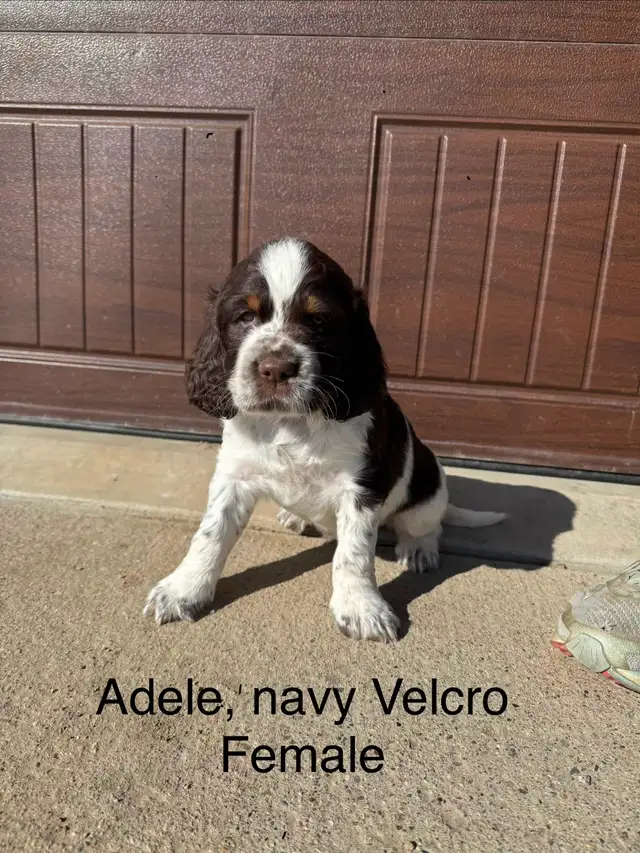 Springer Spaniel’s - Photo 8