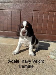 Springer Spaniel’s - Photo 8