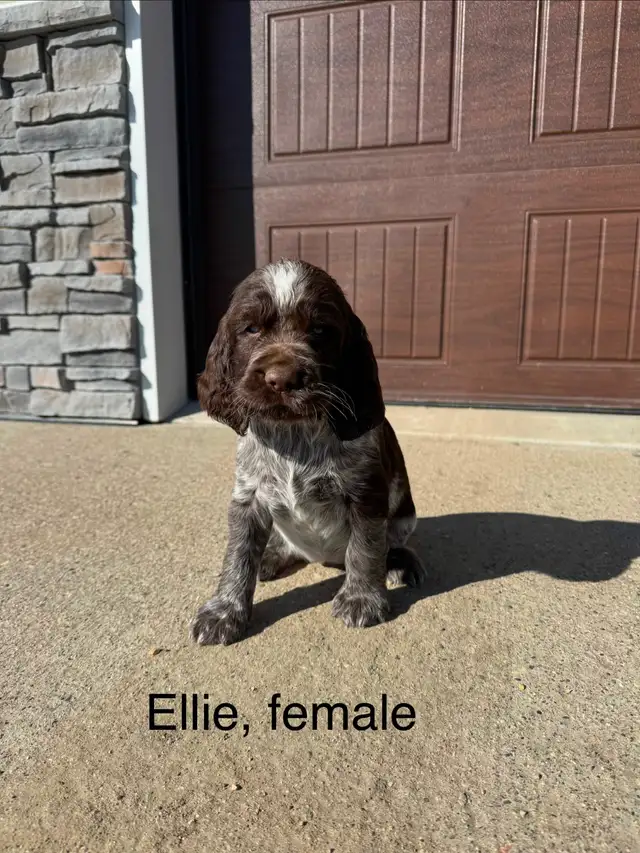 Springer Spaniel’s - Photo 9