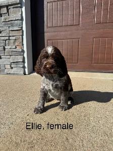 Springer Spaniel’s - Photo 9