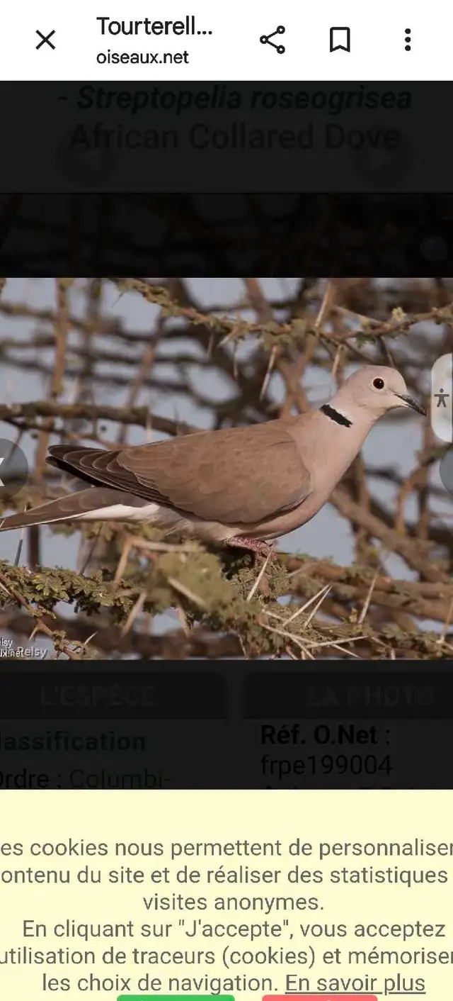 Recherche Tourterelle Rieuse